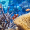 世界屈指のサンゴ礁は石垣島の白保海岸！！【白保日曜市】って何？