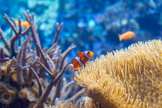 世界屈指のサンゴ礁は石垣島の白保海岸！！【白保日曜市】って何？ | しまんちゅブログ