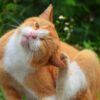 猫好き必見！石垣島には「猫の楽園」がある♪【猫島の秘密や楽しみ方】を紹介！